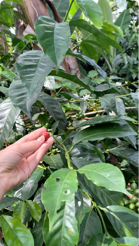 La historia del café: la versión fácil