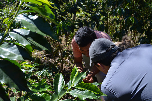 Planta de café 