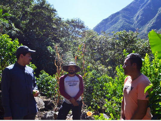 Nuestra aventura en Santa Teresa, Perú: Conociendo el café de Caminos del Inka - Coro Coffee