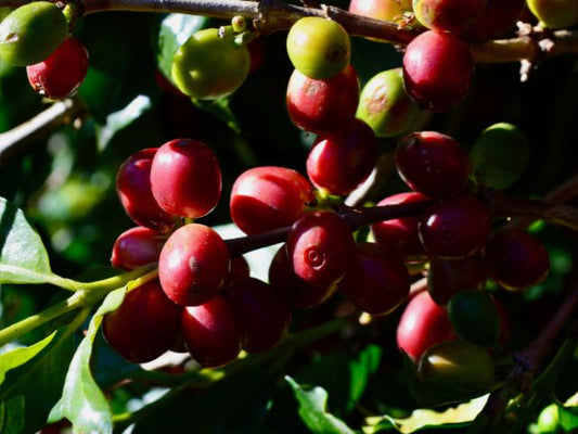 Fruto del café - Curiosidades del café de especialidad - Coro Coffee